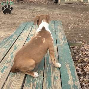 Beauty, American Bully Puppy