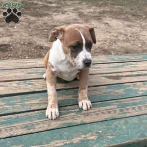 Beauty, American Bully Puppy