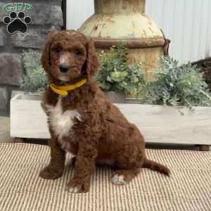 Flora, Goldendoodle Puppy