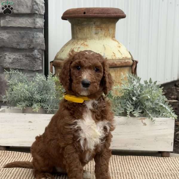 Flora, Goldendoodle Puppy