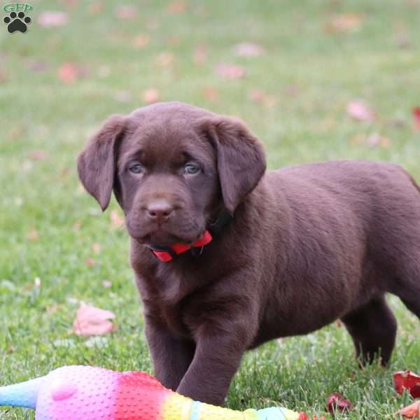 Mason, Chocolate Labrador Retriever Puppy