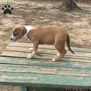 Beauty, American Bully Puppy