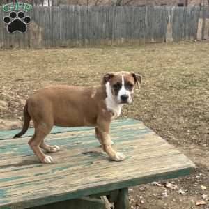 Beauty, American Bully Puppy