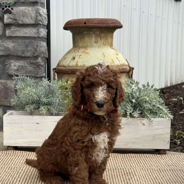 Forest, Goldendoodle Puppy