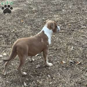 Beauty, American Bully Puppy