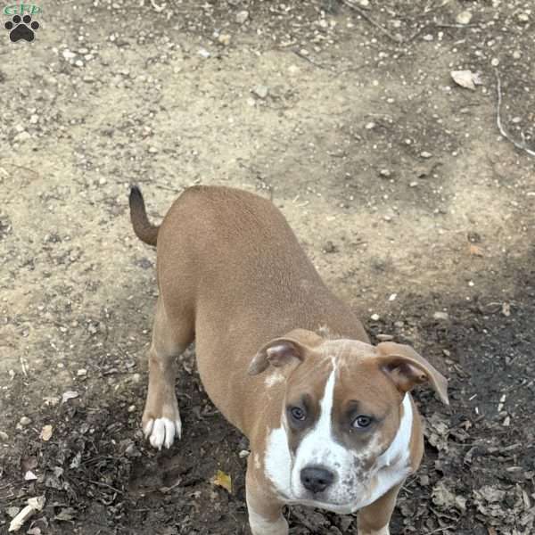 Beauty, American Bully Puppy