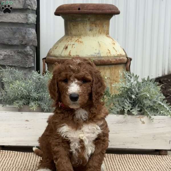 Floyd, Goldendoodle Puppy