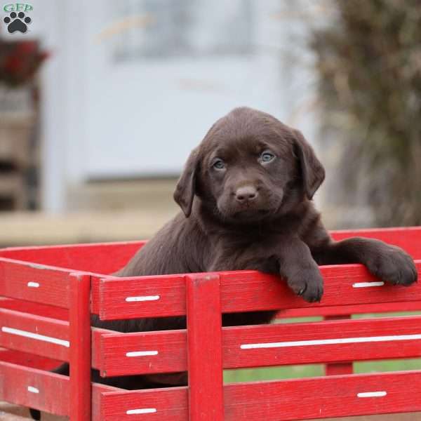 Miles, Chocolate Labrador Retriever Puppy