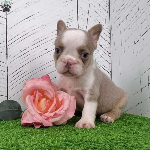 Paris, French Bulldog Puppy
