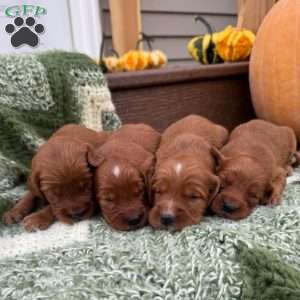 North, Golden Irish Puppy