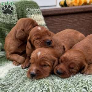 North, Golden Irish Puppy