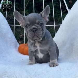 Charlie, French Bulldog Puppy
