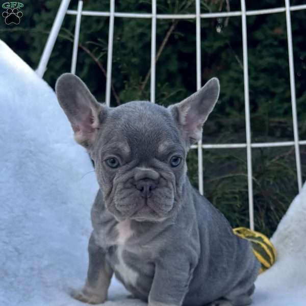 Charlie, French Bulldog Puppy
