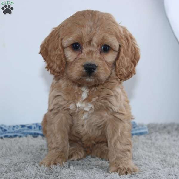 Galen, Cockapoo Puppy