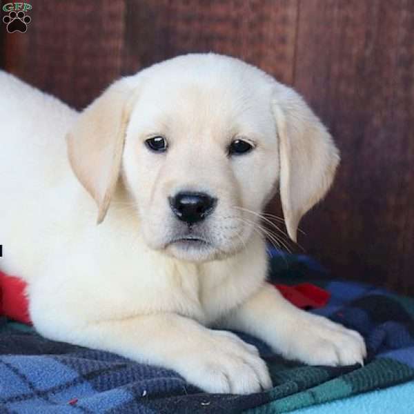 Daisy, Yellow Labrador Retriever Puppy