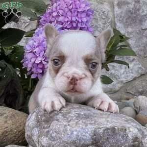 Paris, French Bulldog Puppy