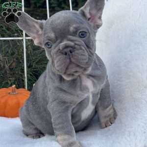 Charlie, French Bulldog Puppy