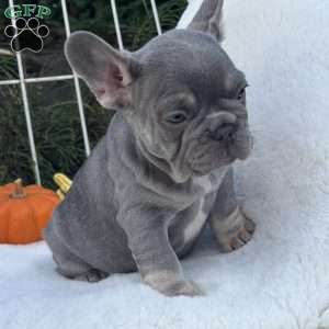Charlie, French Bulldog Puppy