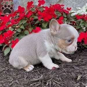 Paris, French Bulldog Puppy