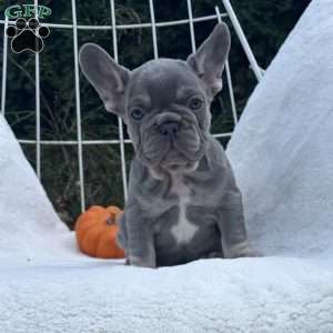 Charlie, French Bulldog Puppy