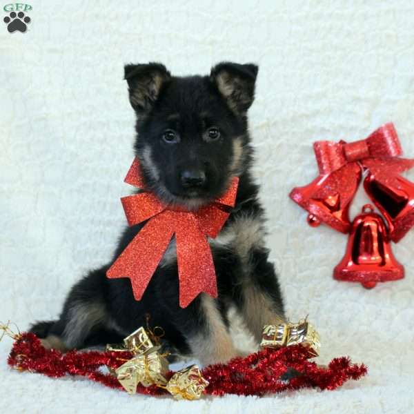 Igor, German Shepherd Puppy