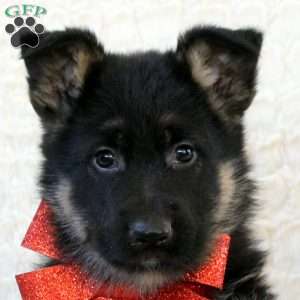Igor, German Shepherd Puppy