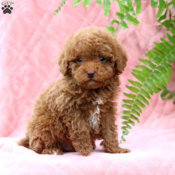 Ike, Miniature Poodle Puppy
