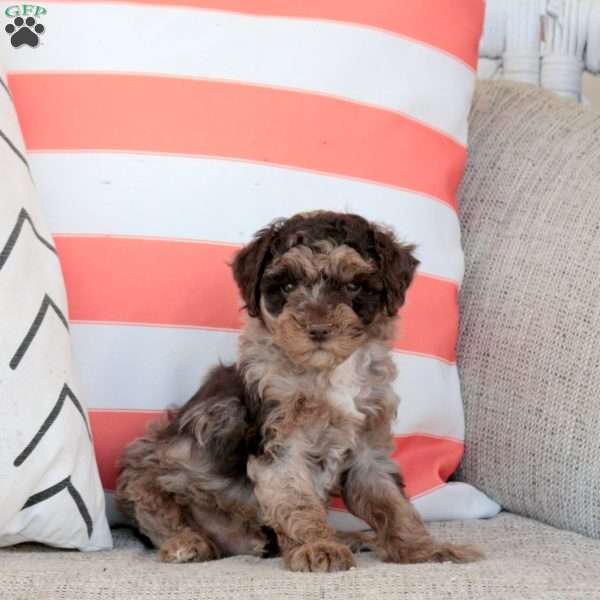 Iker, Miniature Poodle Puppy