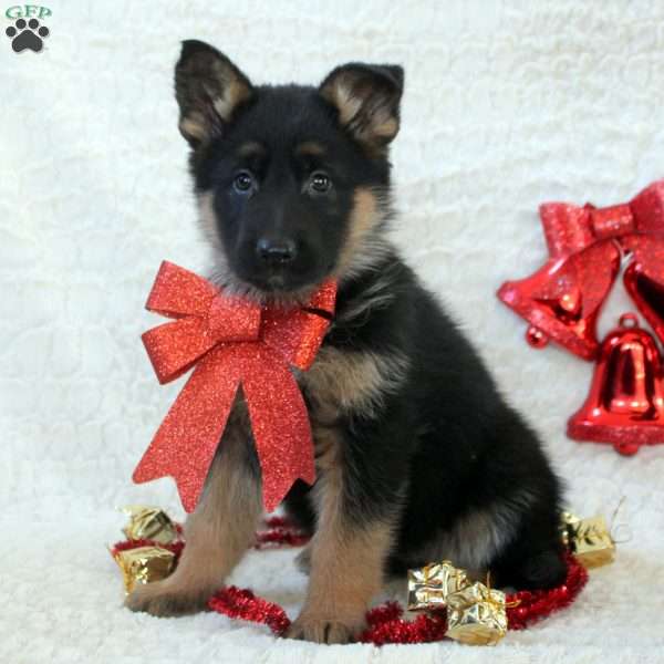 Ilia, German Shepherd Puppy