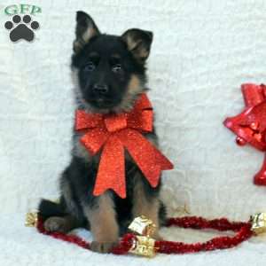 Ilia, German Shepherd Puppy
