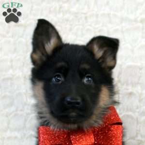 Ilia, German Shepherd Puppy
