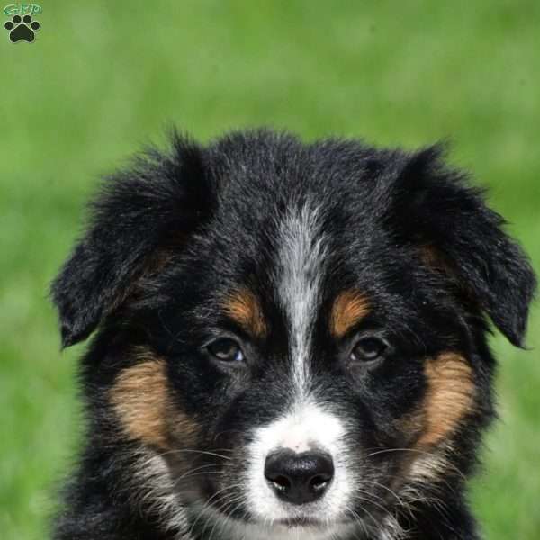 Charlie, Australian Shepherd Puppy