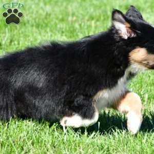 Charlie, Australian Shepherd Puppy