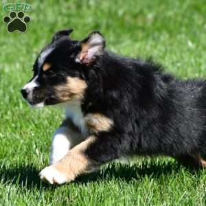 Charlie, Australian Shepherd Puppy