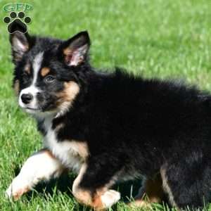 Charlie, Australian Shepherd Puppy