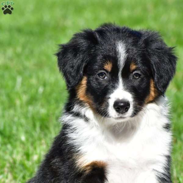 Titus, Australian Shepherd Puppy
