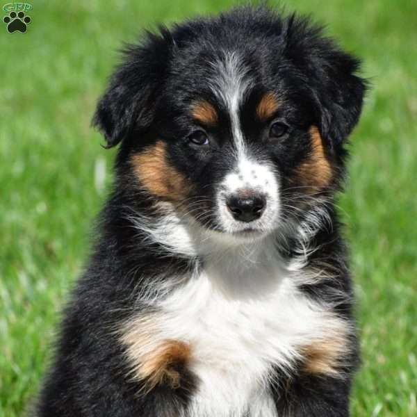 Angel, Australian Shepherd Puppy