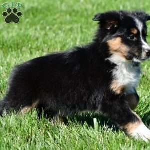 Angel, Australian Shepherd Puppy