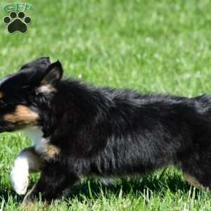 Angel, Australian Shepherd Puppy