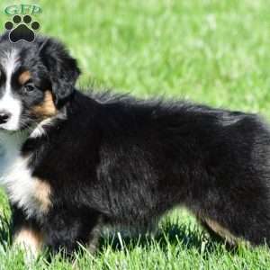 Angel, Australian Shepherd Puppy