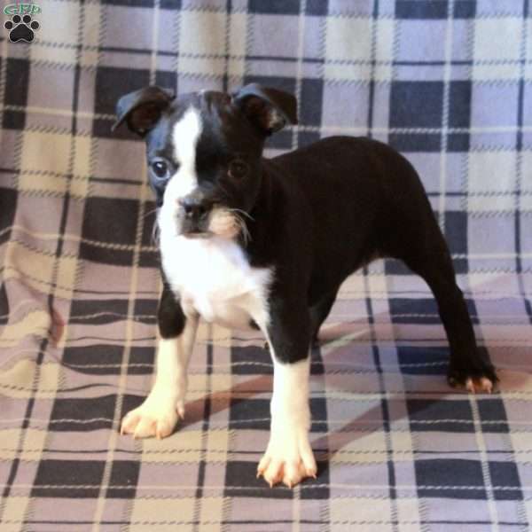Inez, Boston Terrier Puppy
