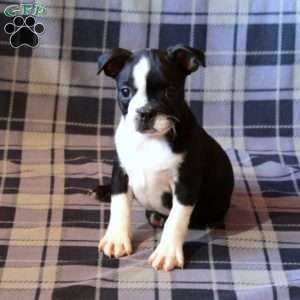 Inez, Boston Terrier Puppy