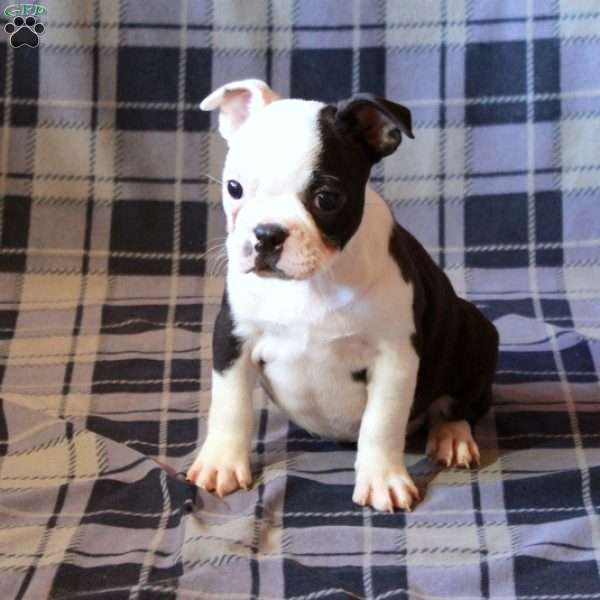 Ingrid, Boston Terrier Puppy