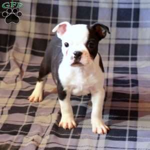 Ingrid, Boston Terrier Puppy