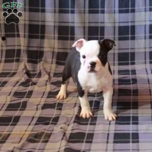 Ingrid, Boston Terrier Puppy