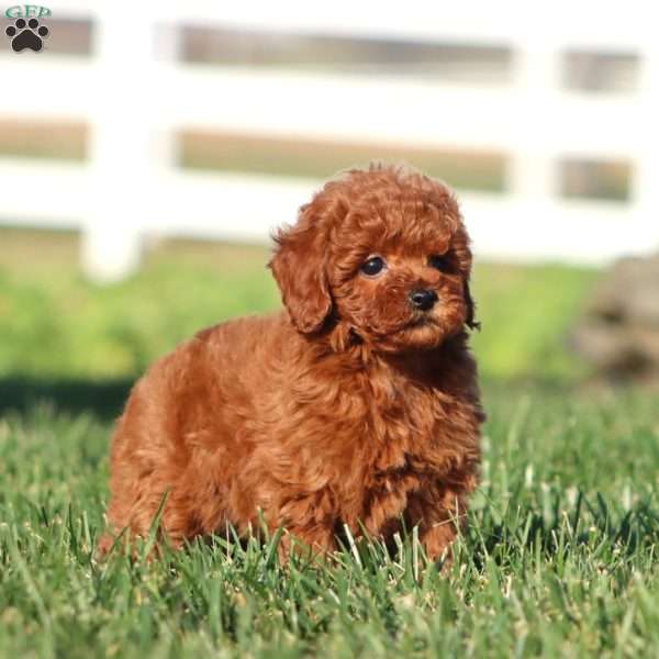 Inka, Toy Poodle Puppy