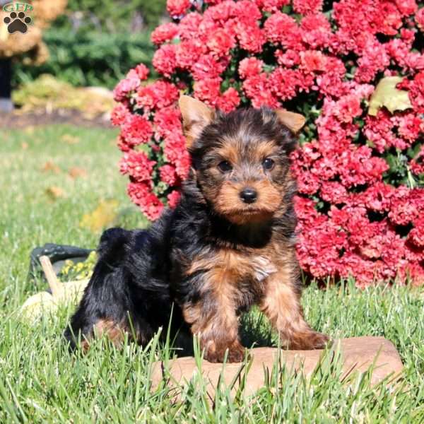 Inka, Yorkie Puppy