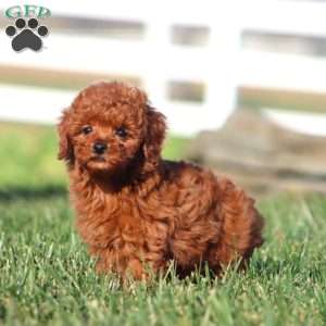 Inka, Toy Poodle Puppy