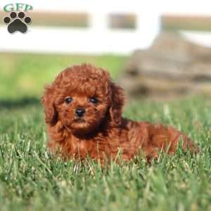 Inka, Toy Poodle Puppy