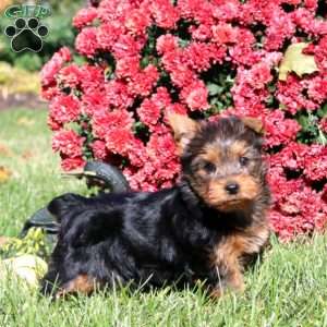 Inka, Yorkie Puppy